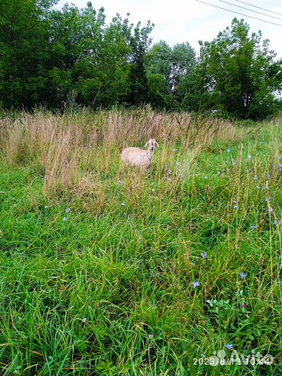 Козлята продажа