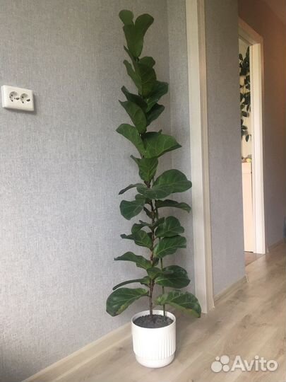 Фикус лирата бамбино