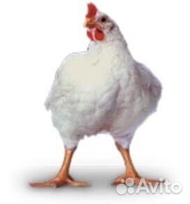 Детчино Финиш для броллеров пк 6-2ф, 30 кг