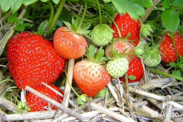 Клубника Кимберли