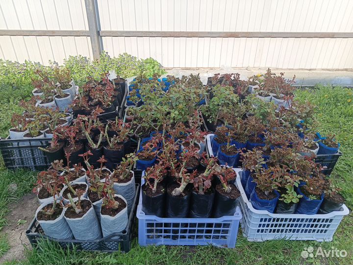 Кустовые розы саженцы