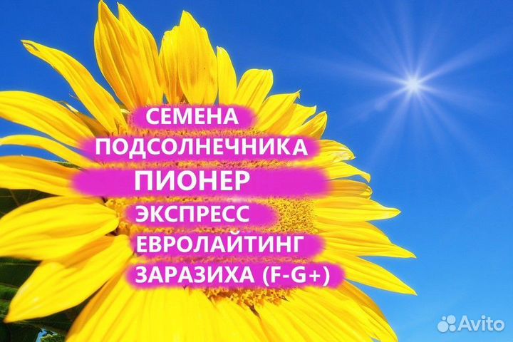 Семена подсолнечника Пионер Гибриды