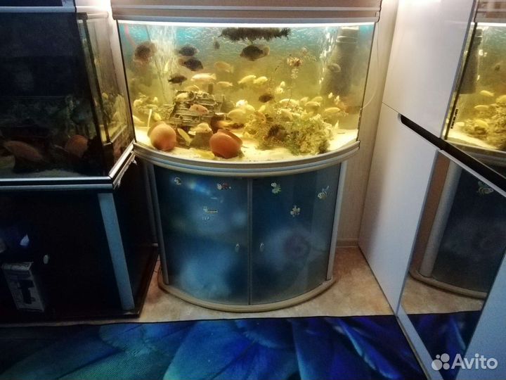 Аквариум 300л