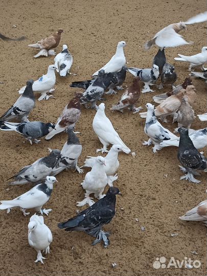 Ленинаканские голуби