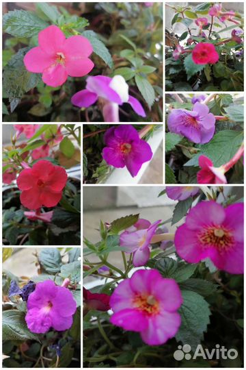 Ахименесы цветы