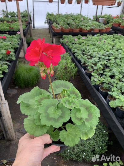 Цветы к 8 марта (пеларгония)