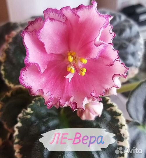 Сортовые фиалки