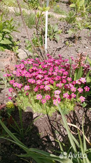 Садовые цветы