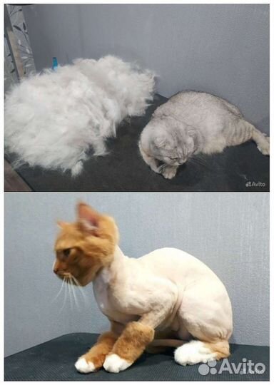 Стрижка/вычес кошек/собакЧистка зубов