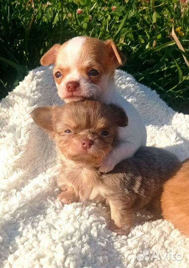 Чихуахуа мини и стандарт