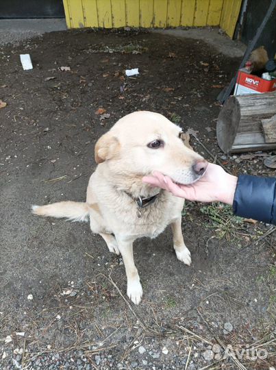 Спасите собачку