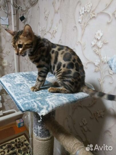 Бенгальский котёнк