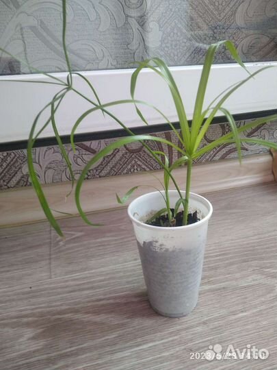 Комнатные цветы