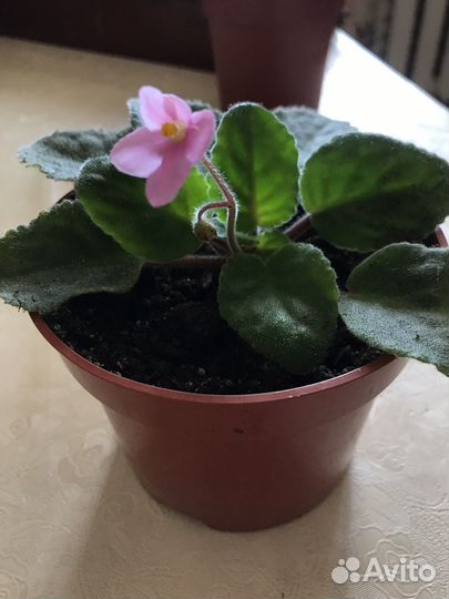 Комнатные цветы фиалки