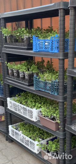 Рассада лобелии