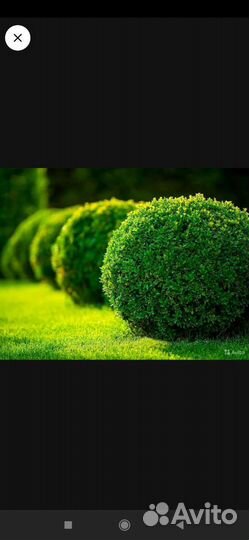 Саженцы самшита