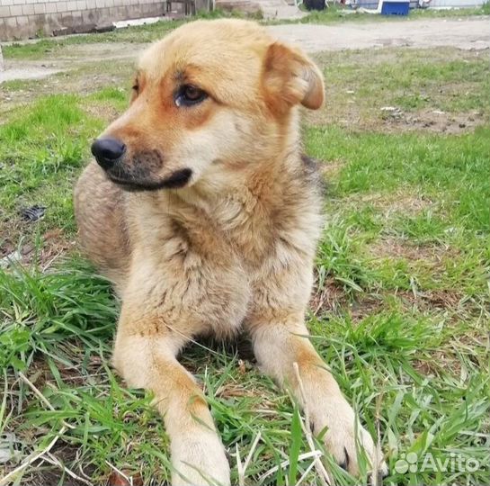 Собачка в добрые руки бесплатно