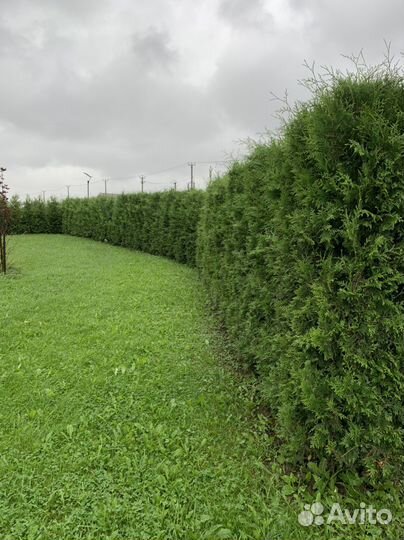 Туя брабант