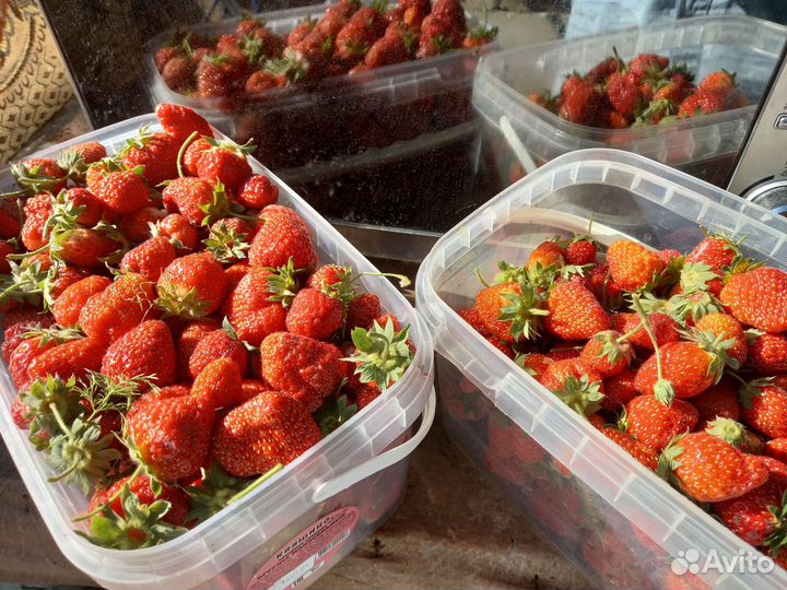 Клубника свежая ягода