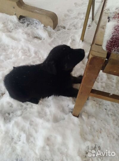 Собака в добрые руки отдам бесплатно