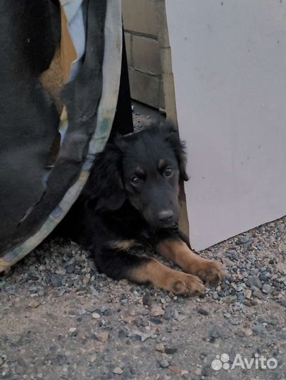 Маленькая собака