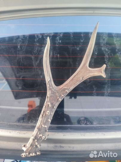 Рога косули