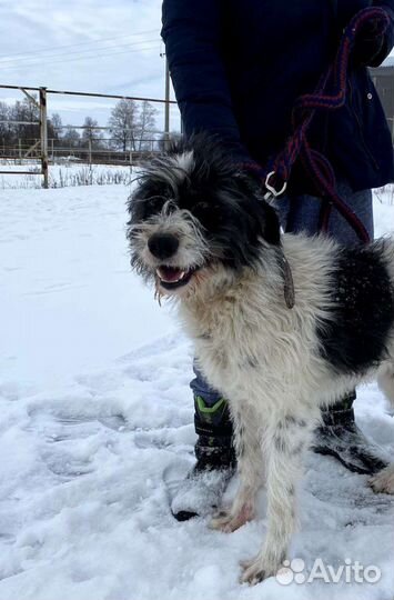 Бармалей ищет дом