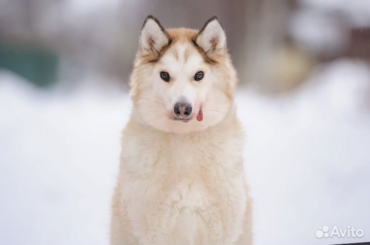 Особенная собака в добрые руки