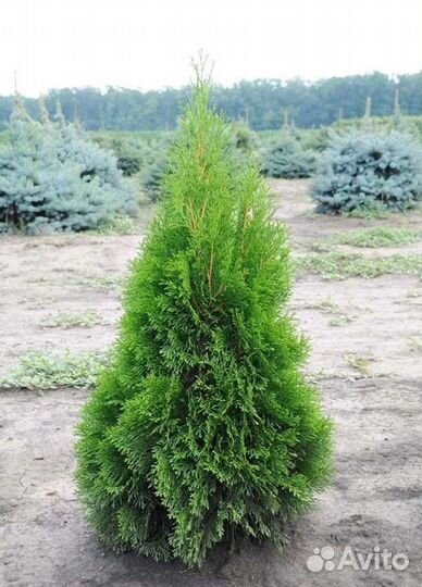 Питомник растений