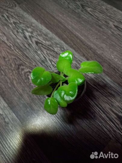 Фиалки сортовые