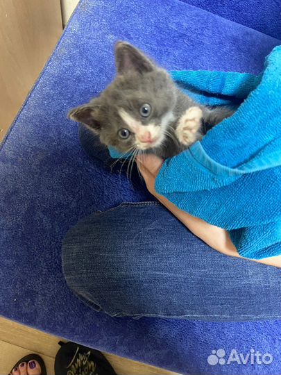 Ласковый котенок в добрые руки