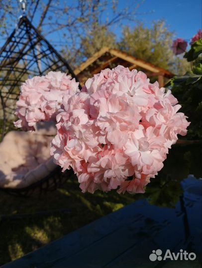 Пеларгония ив Клавдия Шульженко