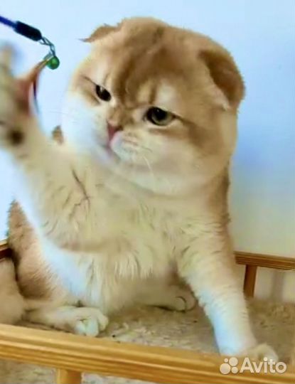 Шикарный брутальный кот ny12