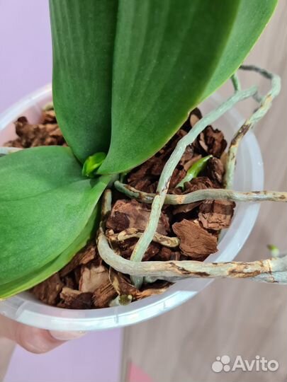 Орхидея фаленопсис биг лип Абба
