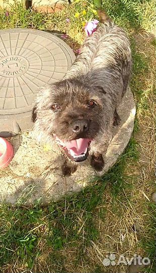 Дружелюбный пёсик ищет дом