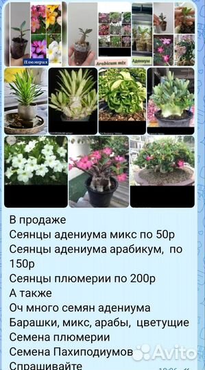 Адениум сеянцы микс