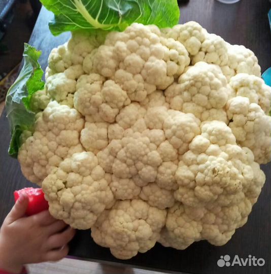 Рассада капусты
