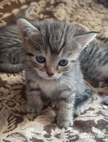 Кошки в добрые руки
