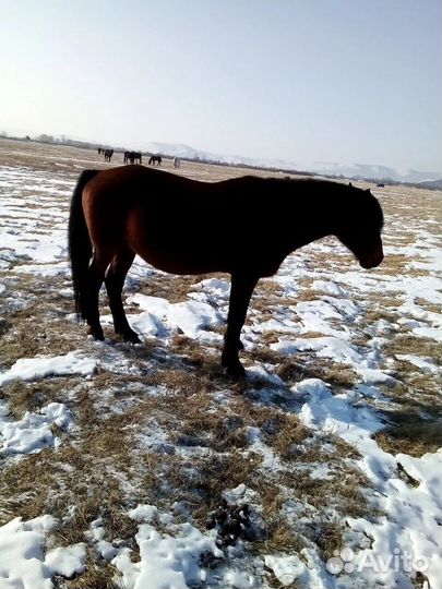 Лошадь жеребец