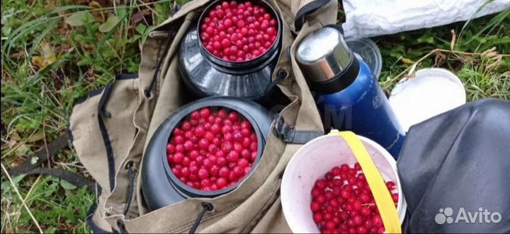 Сироп клоповки(красники) 0,5л