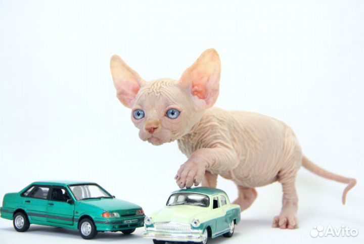 Солнечный-подсолнечный )