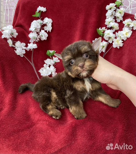 Шоколадный йорк девочка