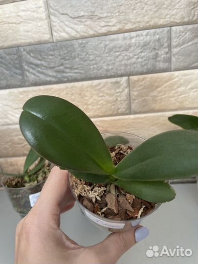 Орхидея Sogo Yukidian