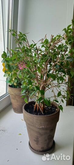 Фикус, комнатное растение