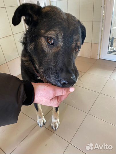 Молодой кобель (4 года) ищет хозяина