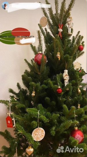 Пихта Фразера из Шотландии