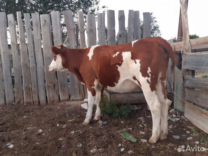 Продаются коровы и бычки