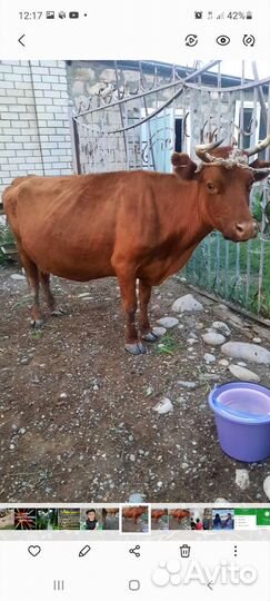 Корова с телёнком