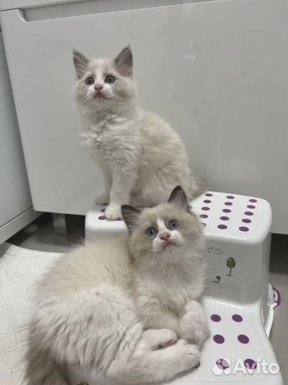 Котята рэгдолл в заботливые руки