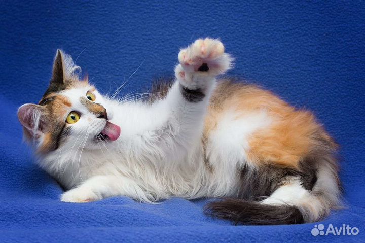 Кошечка-подросток остро нуждается в семье